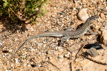 El Reino del Lagarto