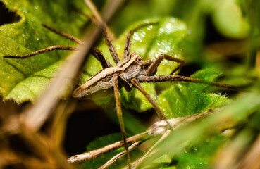 El Escondite de la Ara&ntilde;a