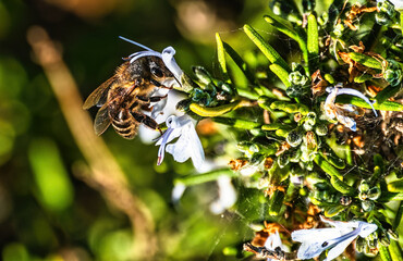 La Abeja y las Flores Blancas
