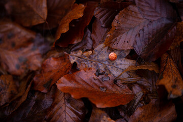 Abstract background with colorful autumn leaves. Wet deciduous layer in the forest
