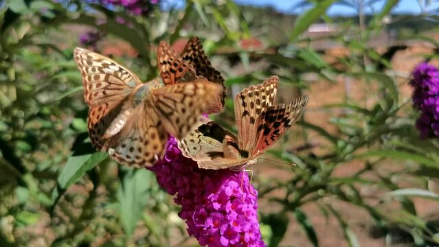 Three Argynnis pandora Butterfly fluttering and struggling on a Buddleja davidii flower