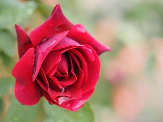 黒赤色のバラ　オデュッセイア