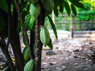 The cocoa tree Unripe organic Cocoa fruit, Theobroma cacao with fruits, Green cocoa raw cacao tree plant fruit plantation