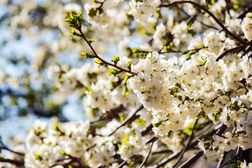 closeup of a blossoming apple branches in the garden. easter and springtime greeting card background concept