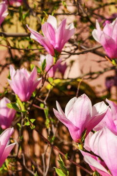 closeup of pink magnolia tree in blossom. spring nature background with beautiful flowers on the branches