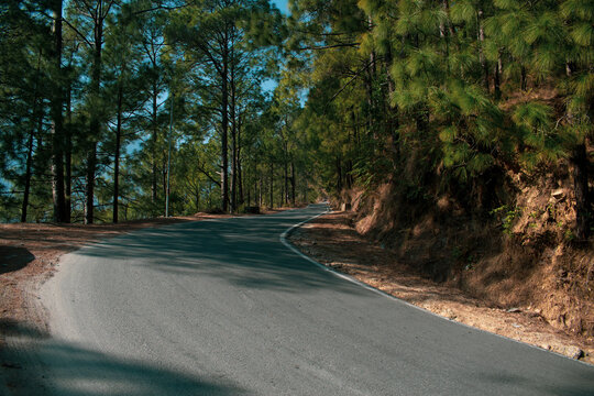 road in the forest