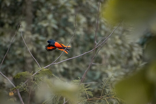 Orange coloured bird flying
