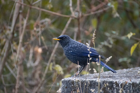 blackbird in the wild