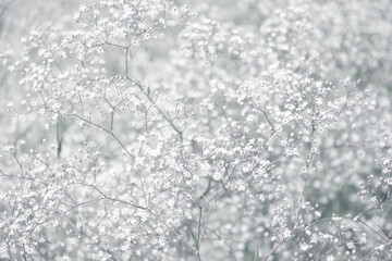 Blurred soft nature floral background of white flowers