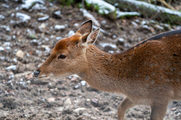 Fototapeta premium Deers in switzerland