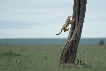 baby cheetah jumped into the tree playing