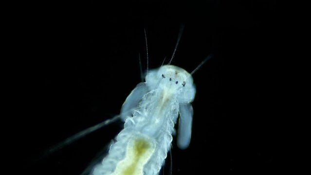 Worm larva, stage Nektoheta under a microscope, family Spionidae, class Polychaeta, have two tentacles that seek prey. White Sea.