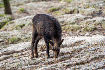 Chamois in the swiss mountains