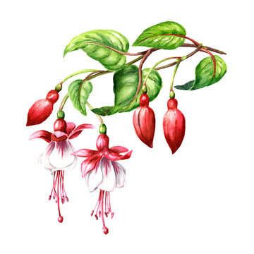 Fuchsia flower branch with Pink flowers, buds and  leaves. Hand drawn watercolor illustration, isolated on white background