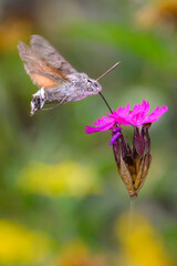 Hummingbird hawk-moth - Macroglossum stellatarum -  with Carthusian pink - Dianthus carthusianorum