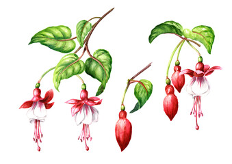 Fuchsia flower branch with Pink flowers, buds and  leaves. Hand drawn watercolor illustration, isolated on white background
