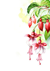 Fuchsia flower branch with Pink flowers, buds and  leaves. Hand drawn watercolor illustration, isolated on white background

