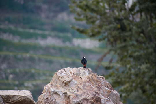 red-winged blackbird