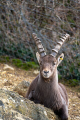 Ibex close up