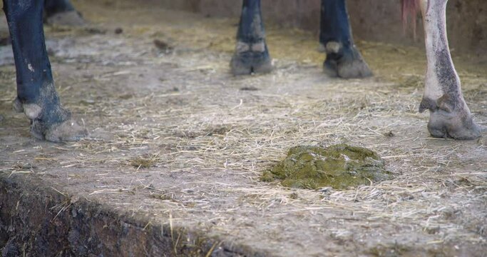 Farmer removing fresh manure from the cow bed with a shovel