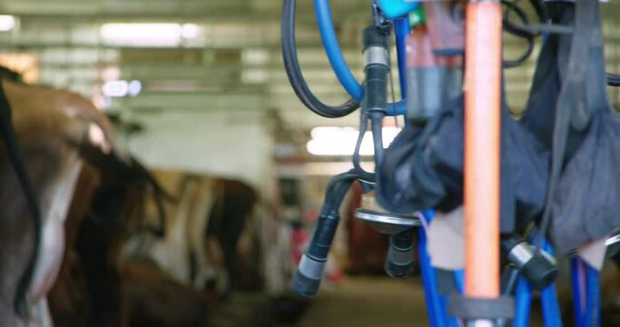 Heavy swinging milking machine cow milk collector on support rails with cattle in out of focus background