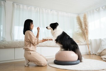 Young woman animal trainer play with her smart border collie dog balancing on an inflatable rubber ball. Cute black and white dog training stamina and agility with sports equipment special exercise. - obrazy, fototapety, plakaty