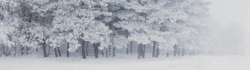 Winter landscape of frost-covered trees on the edge of a pine forest on a winter foggy morning....