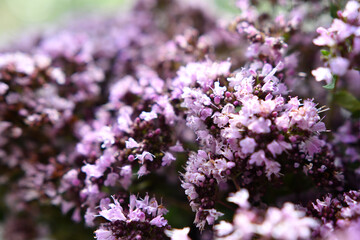 medical and spices herb marjoran\oregano blossom  background. macro shot