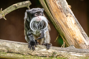 tamaryna cesarska mała małpka z dużym wąsem