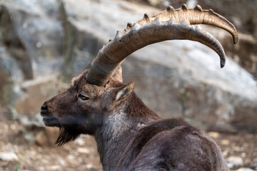 Ibex close up