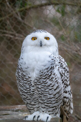 Snow Owl 