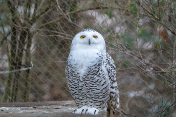 Snow Owl 