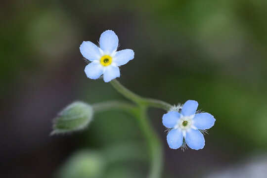 Field forget-me-not, Myosotis arvensis, also known as Common forget-me-not, wild flower from Finland
