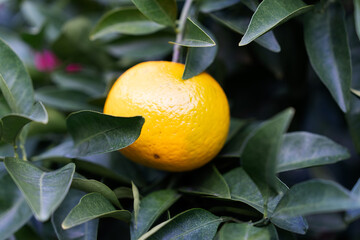 yellow ripe tangerine hanging on the tree