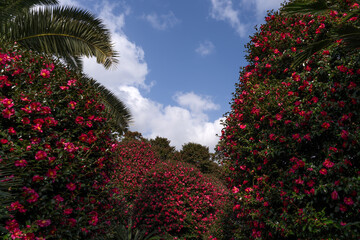 camellia flowers against blue sky and white cloud