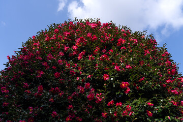 camellia flowers against blue sky and cloud