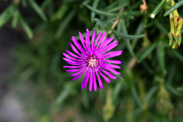 close-up of a pink flower