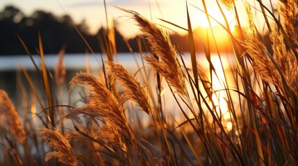 Scary creepy grass next to a river sun set UHD wallpaper