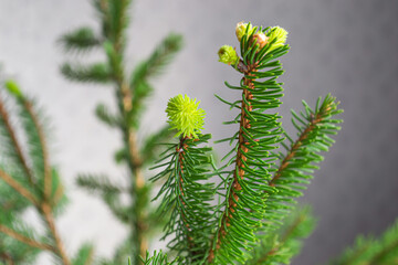 young sprouts on spruce branches