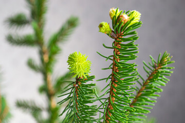 young sprouts on spruce branches