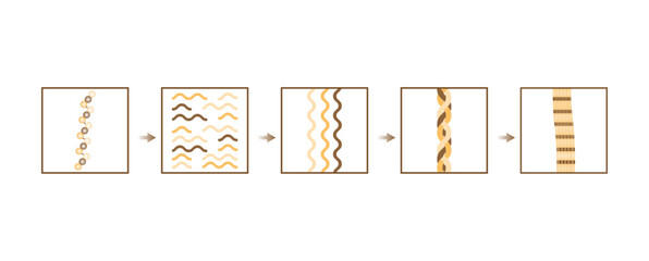 Collagen synthesis. From Amino acids, Peptides and Gelatin to Collagen molecule, Collagen fibers. fibroblasts. Anti-aging therapy. Vector illustration.
