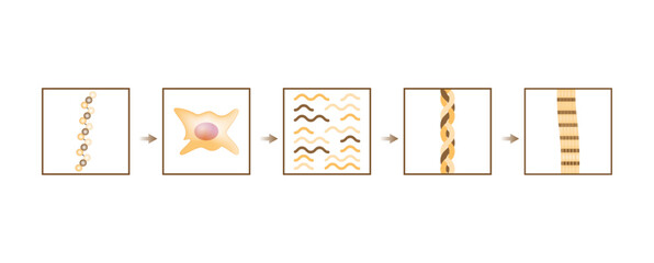 Collagen synthesis. From Amino acids, Peptides and Gelatin to Collagen molecule, Collagen fibers. fibroblasts. Anti-aging therapy. Vector illustration.