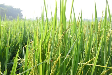 Rice or paddy plant.  Close-up of the rice ears. Paddy or Rice field in India.  Grain paddy field concept. close up of  green rice plant.