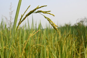 Rice or paddy plant.  Close-up of the rice ears. Paddy or Rice field in India.  Grain paddy field concept. close up of  green rice plant.