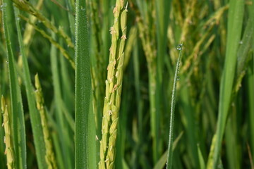 Rice or paddy plant.  Close-up of the rice ears. Paddy or Rice field in India.  Grain paddy field concept. close up of  green rice plant.