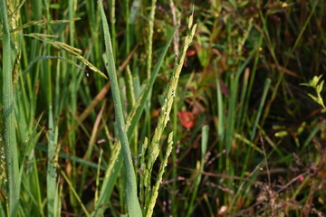 Rice or paddy plant.  Close-up of the rice ears. Paddy or Rice field in India.  Grain paddy field concept. close up of  green rice plant.