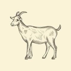 Vintage Goat Vector