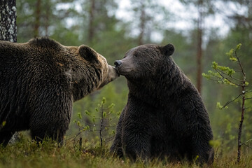 Two bears sniffing each other, friendly moment, bear kiss