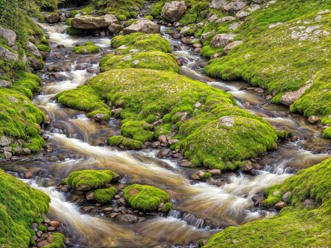 Moss-Covered Stones in a Mountain Stream
