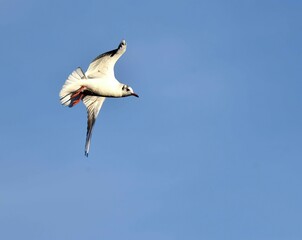 seagull soaring against a blue sky